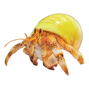 陆生宠物寄居蟹 灰白里拉短腕深紫红日黑莓 活体观赏蟹 桌面宠物