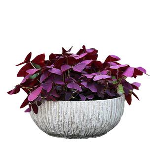 新手易种幸运草种子种球 紫叶酢浆草种根 红花三叶草室内盆栽花卉