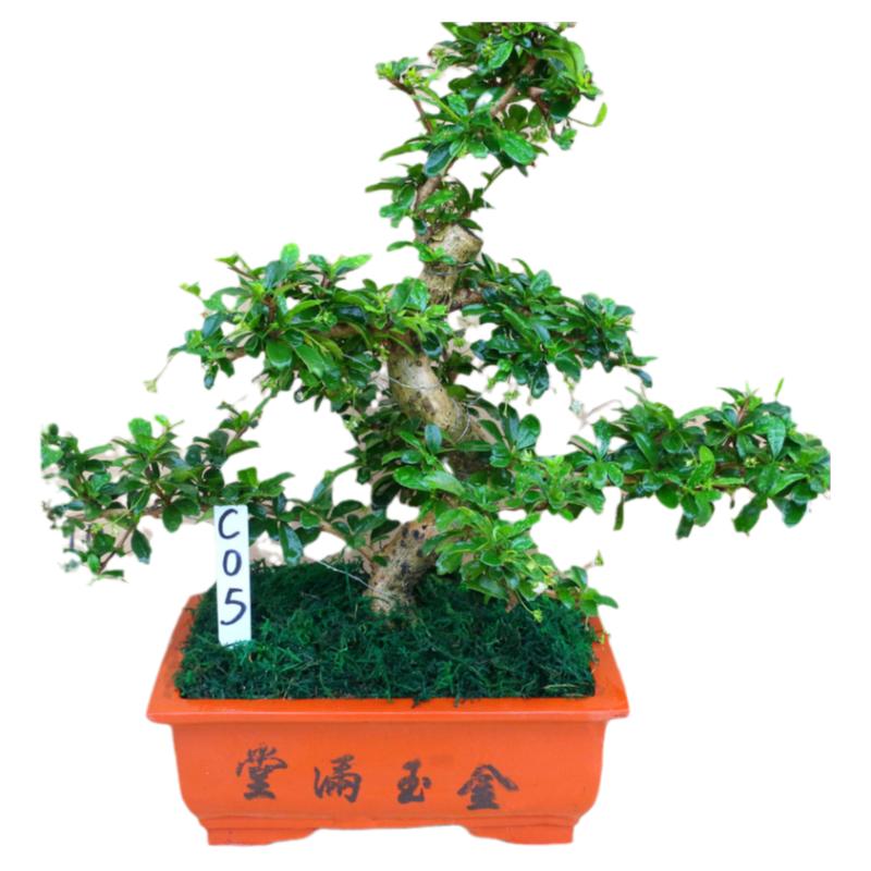 小叶福建茶盆景老树桩S造型室内客厅花卉绿植盆栽四季常青吸甲醛