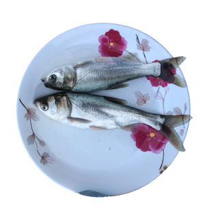 优质大白鲢鱼苗鲢鳙淡水养殖大头鱼四大家鱼白条鱼活体跳鲢鳊鱼苗