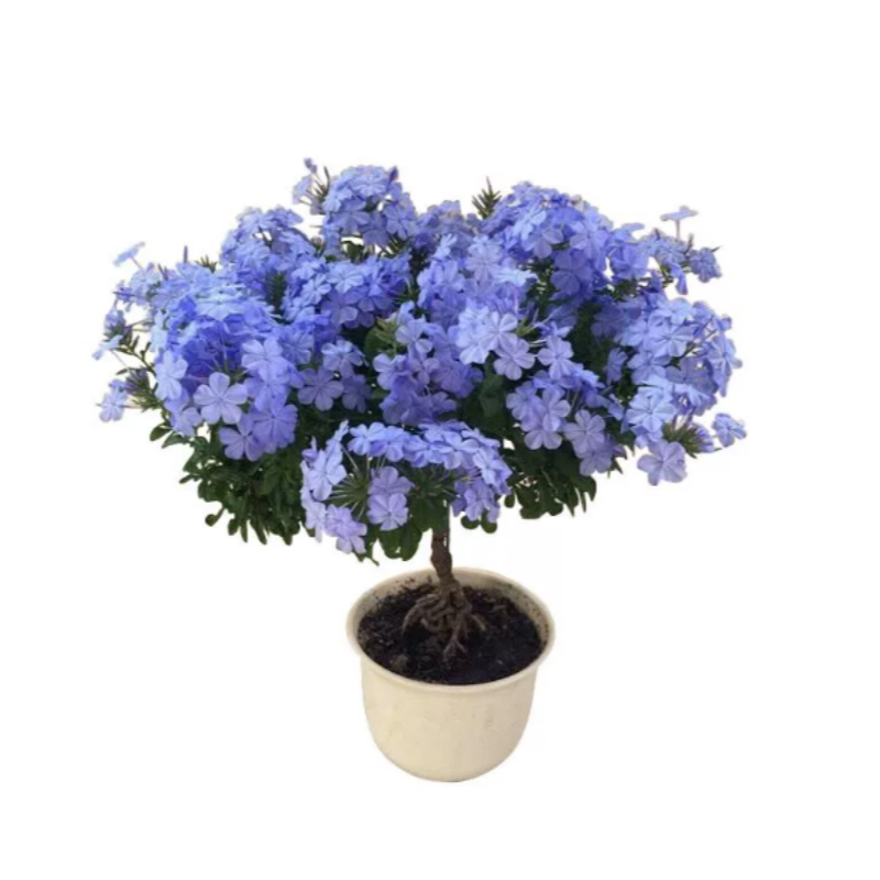 蓝雪花盆栽大苗花卉绿植老桩棒棒糖爬藤小苗四季好养室内阳台植物