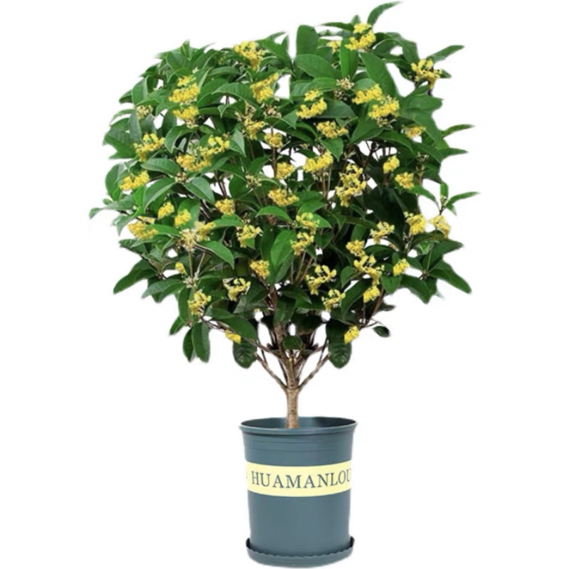 四季桂花老桩树苗好养