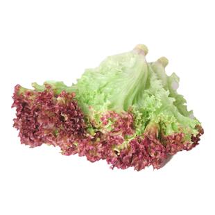 红叶生菜新鲜500g沙拉蔬菜生菜罗莎红西餐健身轻食食材紫生菜