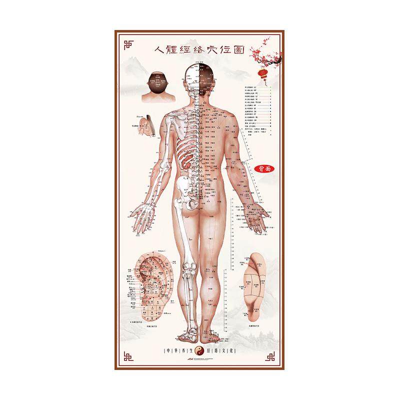 中医图解背部人体经络穴位图大挂图养生馆宣传画针灸推拿海报全身