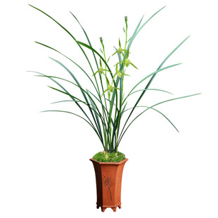 浓香兰花江西细叶寒兰素心虎山素带花苞雪中红桃花仙子莲瓣小雪素