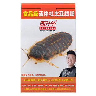 爬宠 蟑螂杜比亚 活虫 昆虫 饲养盒 饲料 活饵鬃狮蜥蜜袋鼯守宫粮