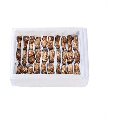 特级野生松茸新鲜品1公斤未开伞