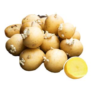 马铃薯种子春播大黄心土豆带芽原老品种脱毒高产洋芋蔬菜籽种早熟