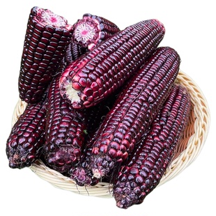 蟋蟀牌黑甜糯631黑糯玉米种子紫玉米种籽四季水果玉米种籽禾之元