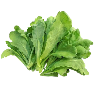 大叶茼蒿菜籽光杆茼蒿种子蓬蒿菜种蔬菜茼蒿种籽春夏秋冬四季种孑