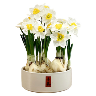 水培水仙花年宵花开花盆栽盆景室内客厅办公室桌面观花花卉绿植