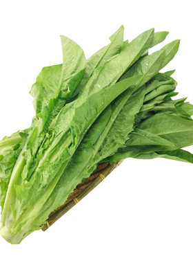 香甜油麦菜种麦菜苦唛种子大全
