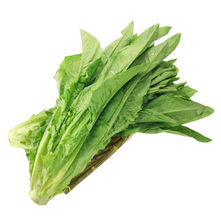 香甜油麦菜种清香无斑油麦菜籽四季播种盆栽庭院蔬菜籽高产种