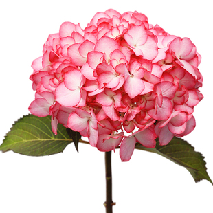 海蒂的花园粉色美女大花绣球八仙花球室外阳台庭院花卉植物盆栽苗