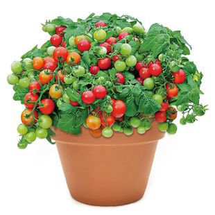 矮生盆栽番茄种子阳台四季小西红柿种籽苗樱桃圣女果苗孑子秧大全