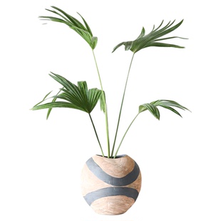 蒲葵带根水培大叶绿植室内外观叶常青绿植棕榈植物北欧