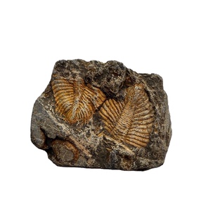 海洋古生物化石标本天然三叶虫王冠尾王冠虫地质科普教学标本礼物