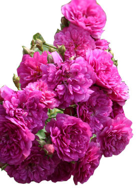 带花发货树状月季棒棒糖果汁阳台