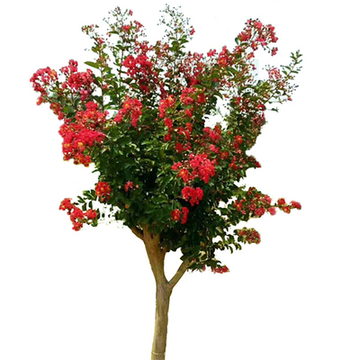 百日红苗木紫微花苗绿化种植