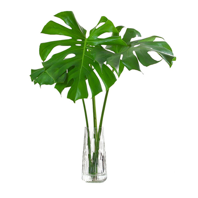 海蒂的花园龟背竹盆栽洒金室内水培绿植观叶植物海妈推荐成都总店