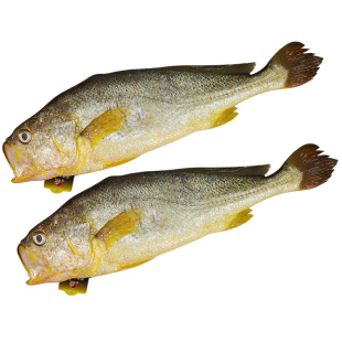 大黄花鱼新鲜冷冻大黄鱼海鲜海鱼冰鲜鲜鱼深海鱼水产鲜活鱼类顺丰