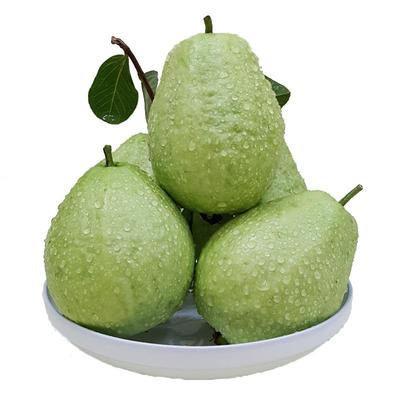 脆甜芭乐番石榴新鲜水果整箱包邮