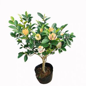 含笑花浓香型室内阳台四季花卉