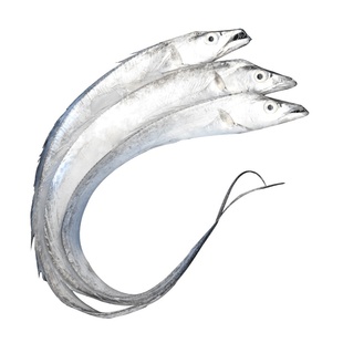 青岛黄海小眼带鱼新鲜冷冻整箱10斤特大整条海鱼刀鱼鲜活油带鱼大