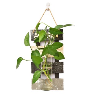 实木壁挂墙面装饰室内客厅墙上吊挂创意水培玻璃花瓶绿萝绿植套装
