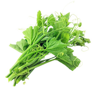 新鲜丝瓜尖龙须菜佛手瓜尖食用佛手瓜藤蔓鲜嫩丝瓜苗贵州特菜