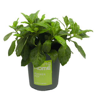 明月草盆栽大苗白子菜庭院阳台绿植多年生金鸡毛草泰国仙草包邮