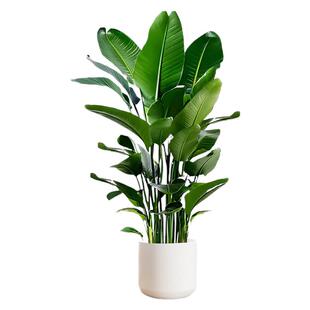 【新年置新家】客厅大型绿植室内高级感造型大盆栽办公室内植物