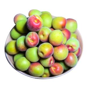 高山新鲜胭脂梅 现摘青梅鲜果挂红梅子南高梅 泡酵素黄梅胭脂梅酒