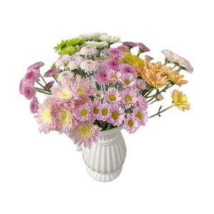 小雏菊鲜花云南基地直发新鲜小菊洋甘菊水养插花鲜切花卉同城速递