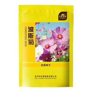 史丹利波斯菊花种子格桑花籽种七彩四季野花秋季易活播种开花种孑