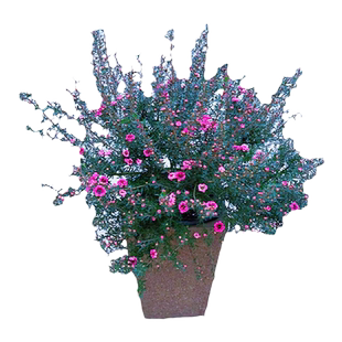 松红梅盆栽澳洲三色梅耐寒盆栽冬季开欧梅小叶寒梅带花苞年宵花卉