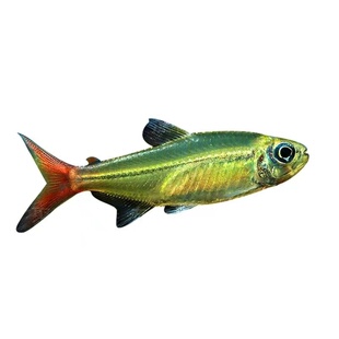 红尾科佩依翠绿南美鱼科配衣稀有高端灯科鱼草缸群游霓虹灯鱼活体