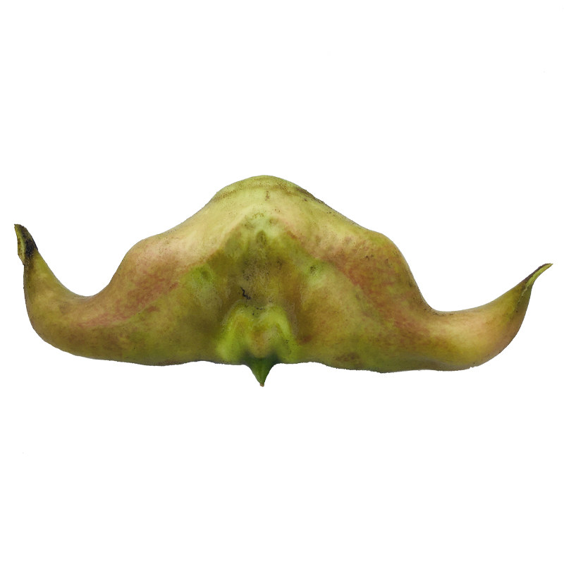 洪湖老菱角粉糯香甜胜似板栗