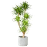 龙血树盆栽造型多头老桩龙须树大型绿植室内客厅净化空气四季常青