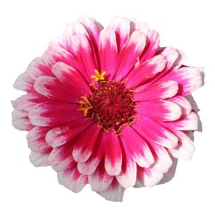 百日草花籽重瓣矮杆花种混色花种子种籽孑子盆栽花苗四季播种
