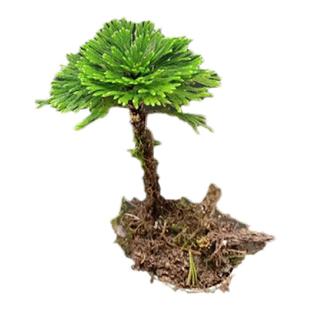 卷柏九死还魂草盆景假山吸水石造景绿植物花卉好养室内迷你小盆栽