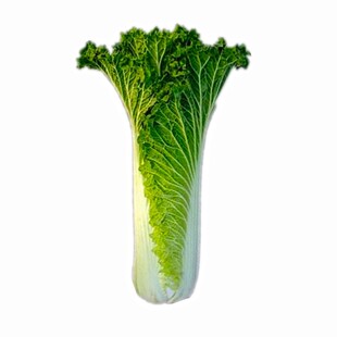 津绿75天津青麻叶菜种子大白菜种籽长筒型秋冬季白菜蔬菜种子绍菜