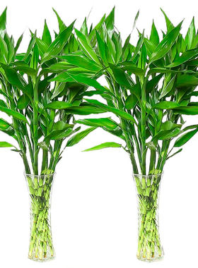富贵竹带根水培植物|千人回购