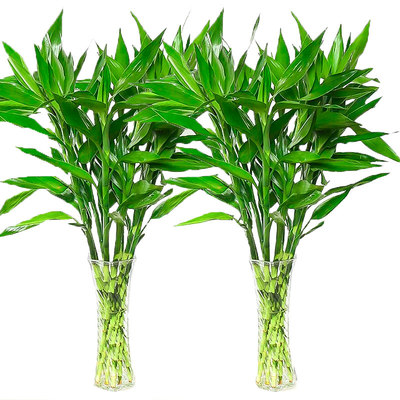 富贵竹带根水培植物|千人回购