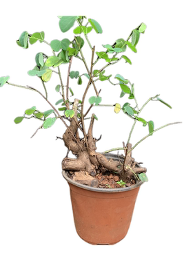 羊蹄甲小叶云南植物好养盆景