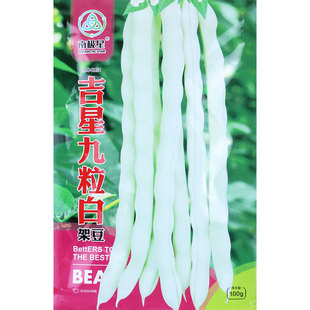 九粒白架豆种子四季豆豆角种籽农家豆种白芸豆扁豆蔬菜孑春种菜籽
