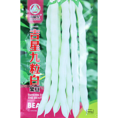 农家九粒豆种白芸豆扁豆四季豆