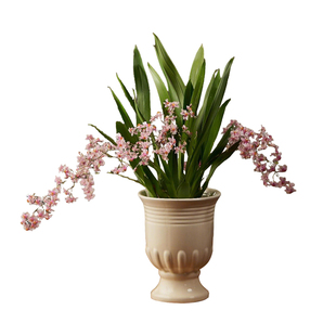 粉色文心兰梦香兰盆栽带花苞室内外阳台绿植花卉客厅桌面开花植物