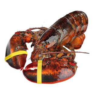超大波士顿龙虾鲜活冷冻特大澳洲龙虾加拿大海鲜青龙奥龙波龙年货