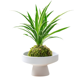 苔藓球绿植金边吊兰水培植物盆栽办公室内桌面净化空气四季好养